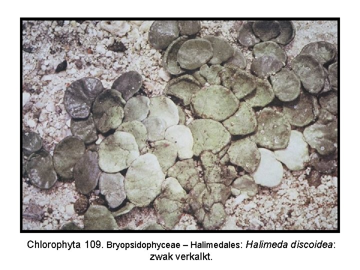 Chlorophyta 109. Bryopsidophyceae – Halimedales: Halimeda discoidea: zwak verkalkt. 