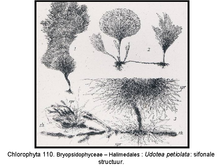 Chlorophyta 110. Bryopsidophyceae – Halimedales : Udotea petiolata: sifonale structuur. 