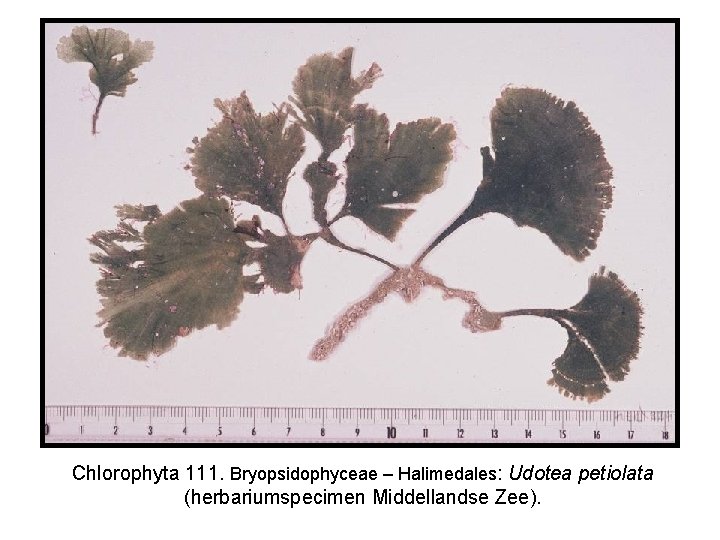 Chlorophyta 111. Bryopsidophyceae – Halimedales: Udotea petiolata (herbariumspecimen Middellandse Zee). 