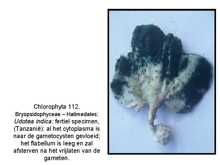 Chlorophyta 112. Bryopsidophyceae – Halimedales: Udotea indica: fertiel specimen, (Tanzanië): al het cytoplasma is