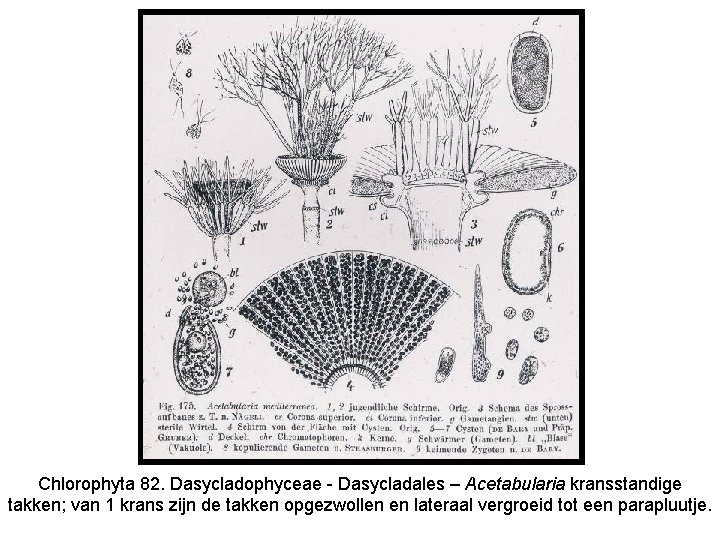Chlorophyta 82. Dasycladophyceae - Dasycladales – Acetabularia kransstandige takken; van 1 krans zijn de