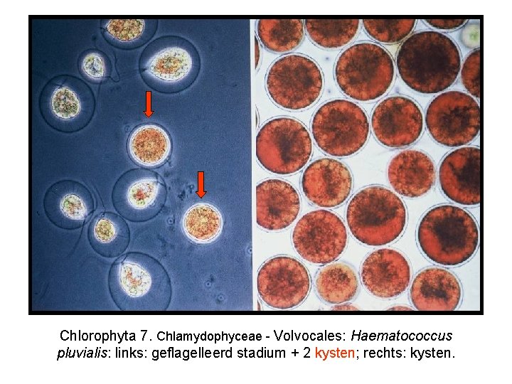 Chlorophyta 7. Chlamydophyceae - Volvocales: Haematococcus pluvialis: links: geflagelleerd stadium + 2 kysten; rechts: