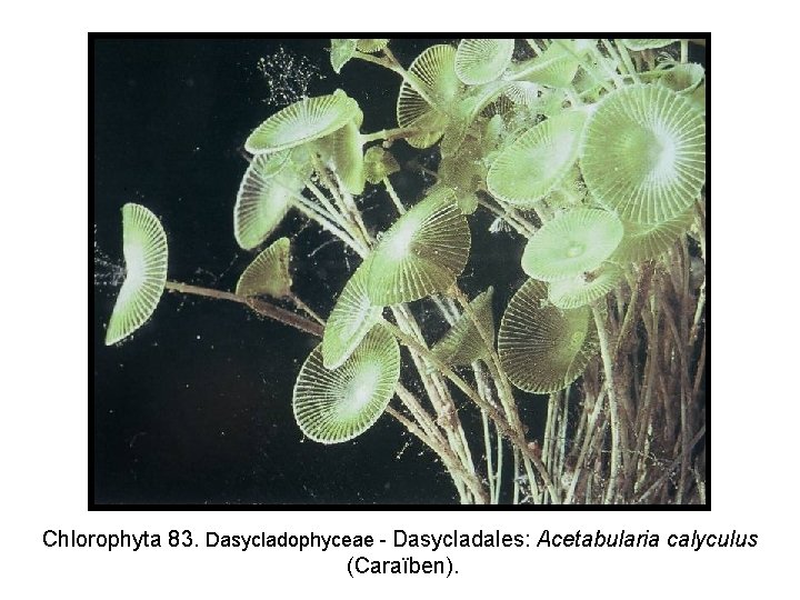 Chlorophyta 83. Dasycladophyceae - Dasycladales: Acetabularia calyculus (Caraïben). 