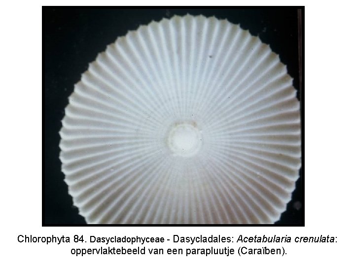 Chlorophyta 84. Dasycladophyceae - Dasycladales: Acetabularia crenulata: oppervlaktebeeld van een parapluutje (Caraïben). 