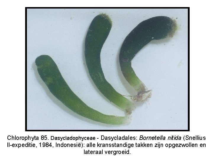 Chlorophyta 85. Dasycladophyceae - Dasycladales: Bornetella nitida (Snellius II-expeditie, 1984, Indonesië): alle kransstandige takken