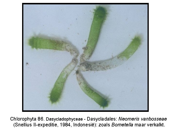 Chlorophyta 86. Dasycladophyceae - Dasycladales: Neomeris vanbosseae (Snellius II-expeditie, 1984, Indonesië): zoals Bornetella maar