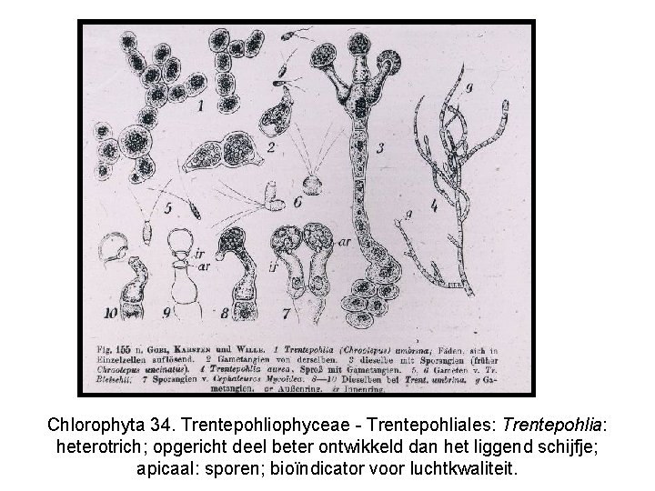 Chlorophyta 34. Trentepohliophyceae - Trentepohliales: Trentepohlia: heterotrich; opgericht deel beter ontwikkeld dan het liggend