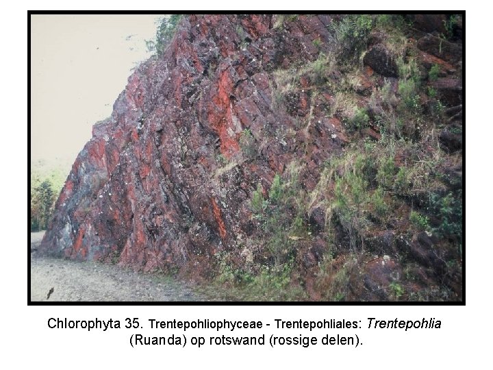 Chlorophyta 35. Trentepohliophyceae - Trentepohliales: Trentepohlia (Ruanda) op rotswand (rossige delen). 