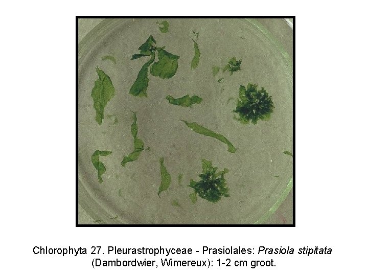 Chlorophyta 27. Pleurastrophyceae - Prasiolales: Prasiola stipitata (Dambordwier, Wimereux): 1 -2 cm groot. 