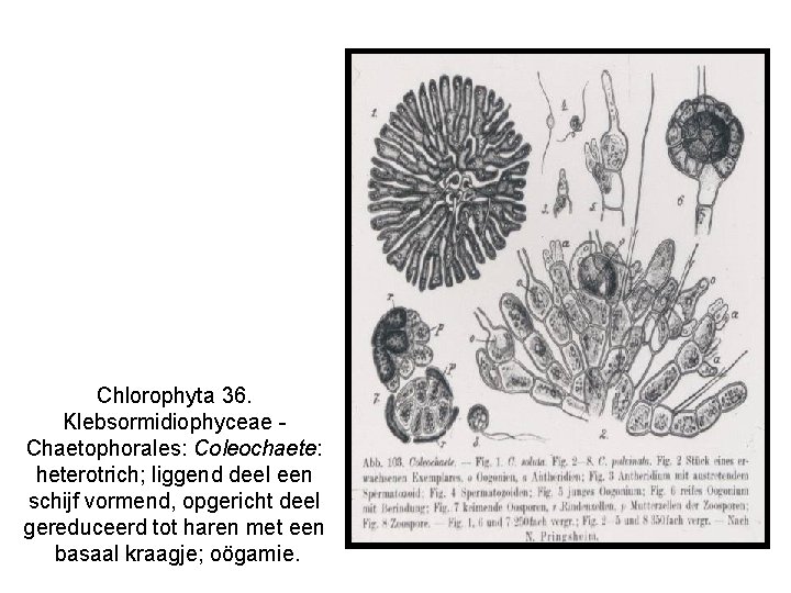 Chlorophyta 36. Klebsormidiophyceae Chaetophorales: Coleochaete: heterotrich; liggend deel een schijf vormend, opgericht deel gereduceerd