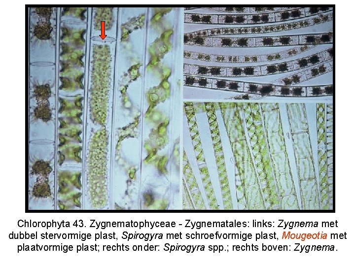 Chlorophyta 43. Zygnematophyceae - Zygnematales: links: Zygnema met dubbel stervormige plast, Spirogyra met schroefvormige