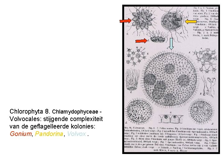 Chlorophyta 8. Chlamydophyceae Volvocales: stijgende complexiteit van de geflagelleerde kolonies: Gonium, Pandorina, Volvox. 