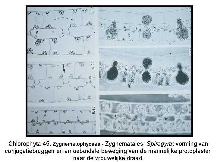 Chlorophyta 45. Zygnematophyceae - Zygnematales: Spirogyra: vorming van conjugatiebruggen en amoeboïdale beweging van de