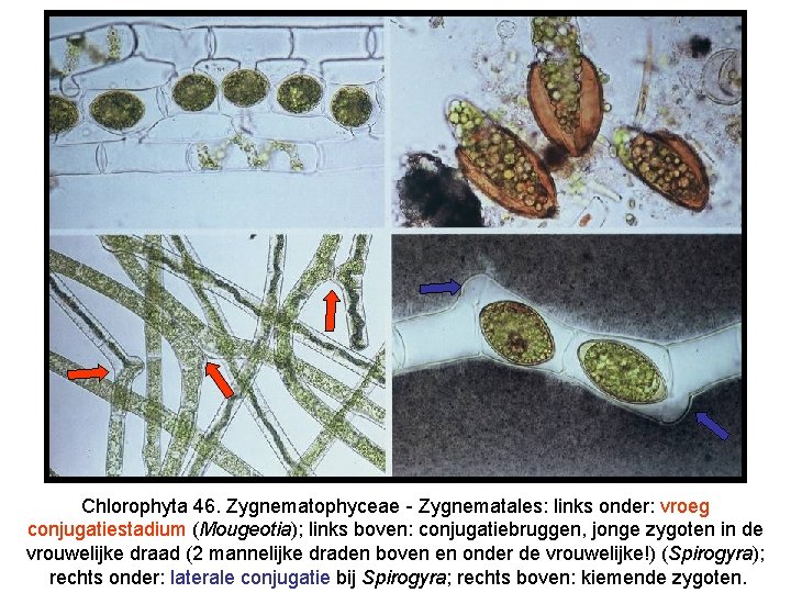 Chlorophyta 46. Zygnematophyceae - Zygnematales: links onder: vroeg conjugatiestadium (Mougeotia); links boven: conjugatiebruggen, jonge