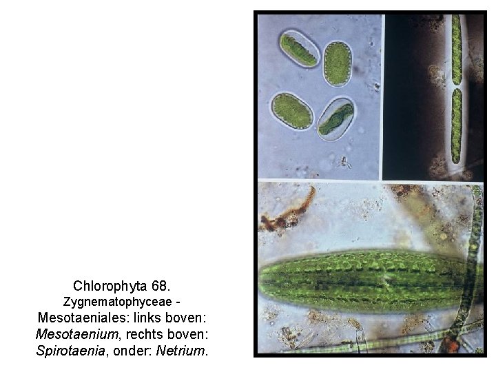 Chlorophyta 68. Zygnematophyceae - Mesotaeniales: links boven: Mesotaenium, rechts boven: Spirotaenia, onder: Netrium. 