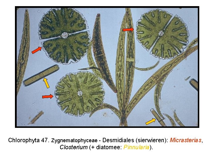 Chlorophyta 47. Zygnematophyceae - Desmidiales (sierwieren): Micrasterias, Closterium (+ diatomee: Pinnularia). 