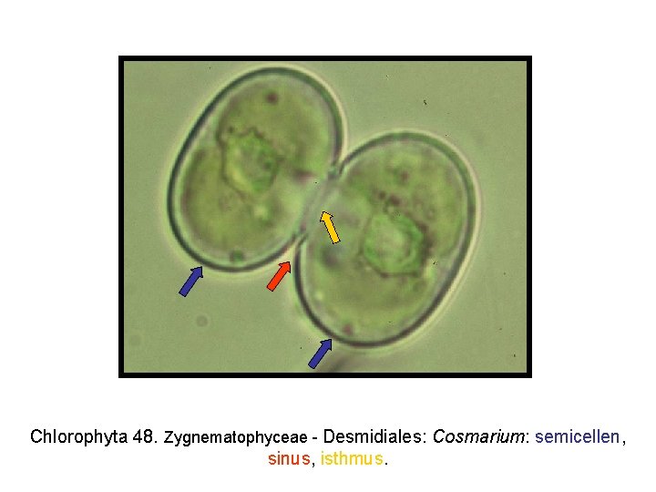 Chlorophyta 48. Zygnematophyceae - Desmidiales: Cosmarium: semicellen, sinus, isthmus. 