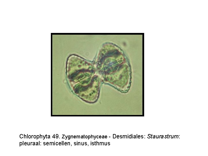 Chlorophyta 49. Zygnematophyceae - Desmidiales: Staurastrum: pleuraal: semicellen, sinus, isthmus 