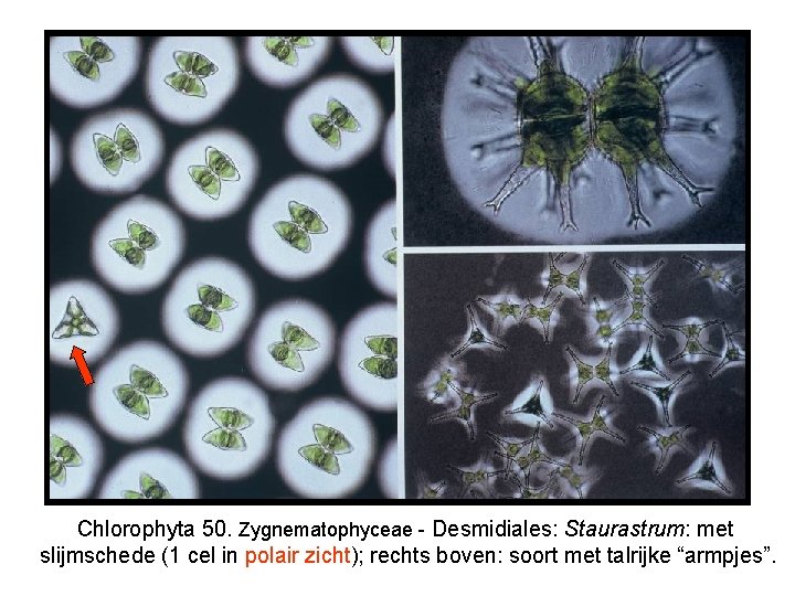 Chlorophyta 50. Zygnematophyceae - Desmidiales: Staurastrum: met slijmschede (1 cel in polair zicht); rechts