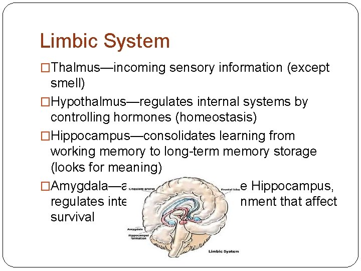 Limbic System �Thalmus—incoming sensory information (except smell) �Hypothalmus—regulates internal systems by controlling hormones (homeostasis)