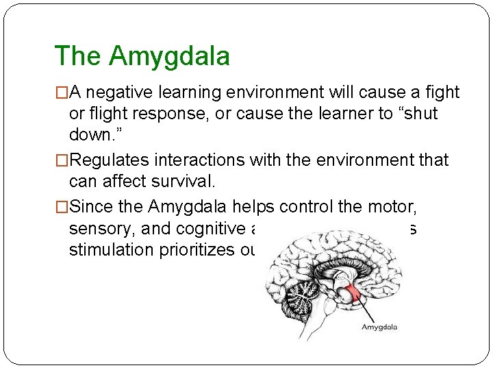 The Amygdala �A negative learning environment will cause a fight or flight response, or