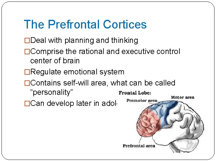 The Prefrontal Cortices �Deal with planning and thinking �Comprise the rational and executive control