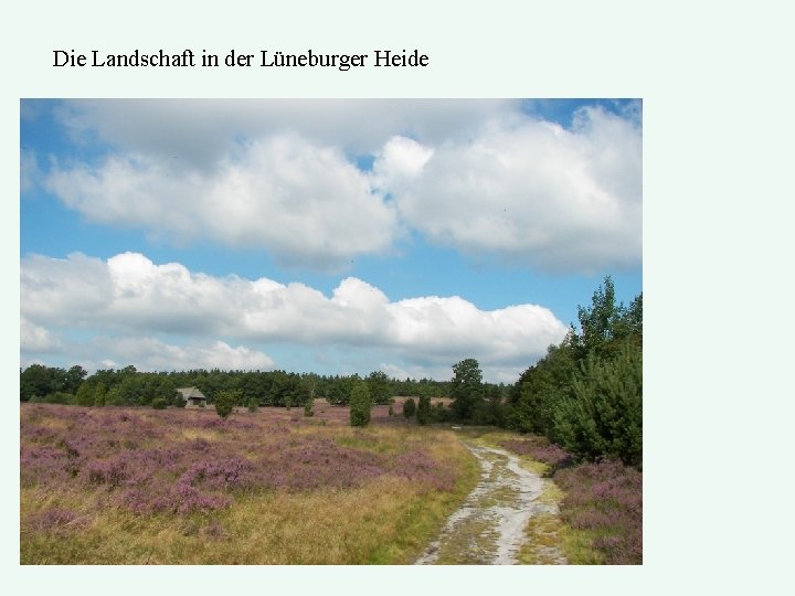 Die Landschaft in der Lüneburger Heide 