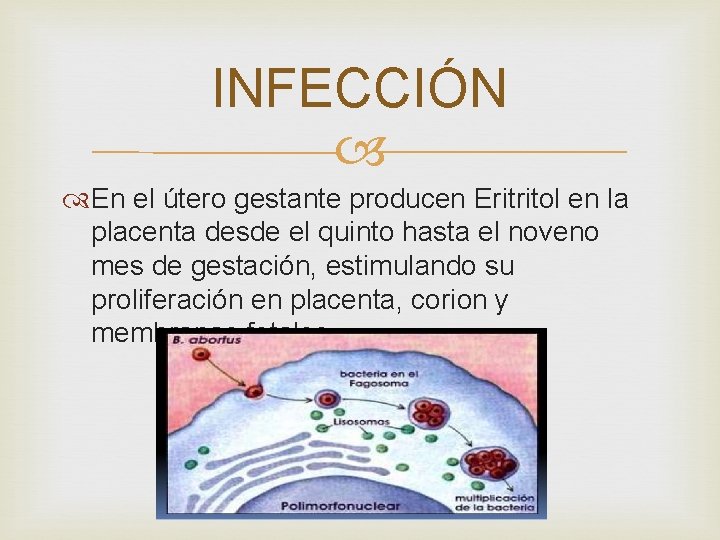 INFECCIÓN En el útero gestante producen Eritritol en la placenta desde el quinto hasta