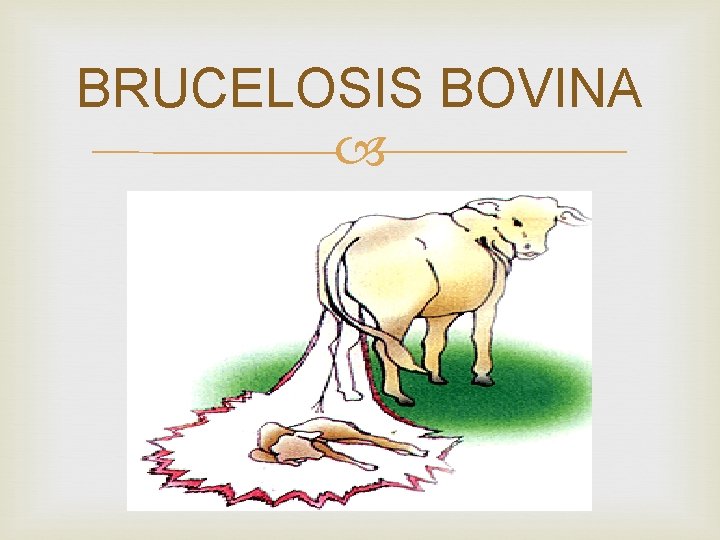 BRUCELOSIS BOVINA 