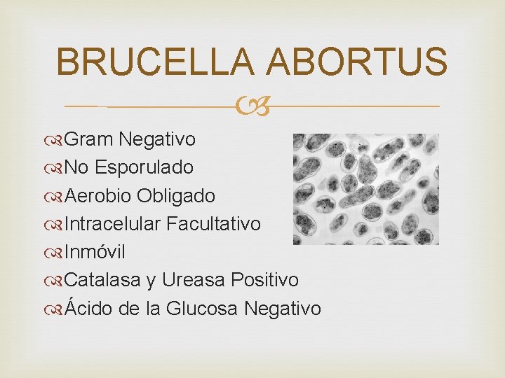 BRUCELLA ABORTUS Gram Negativo No Esporulado Aerobio Obligado Intracelular Facultativo Inmóvil Catalasa y Ureasa