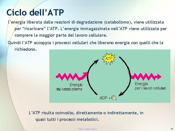 Ciclo dell’ATP l’energia liberata dalle reazioni di degradazione (catabolismo), viene utilizzata per “ricare” l’ATP.
