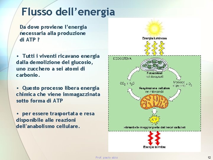 Flusso dell’energia Da dove proviene l’energia necessaria alla produzione di ATP ? • Tutti