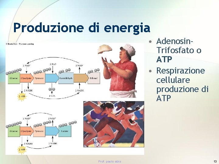 Produzione di energia • Adenosin. Trifosfato o ATP • Respirazione cellulare produzione di ATP