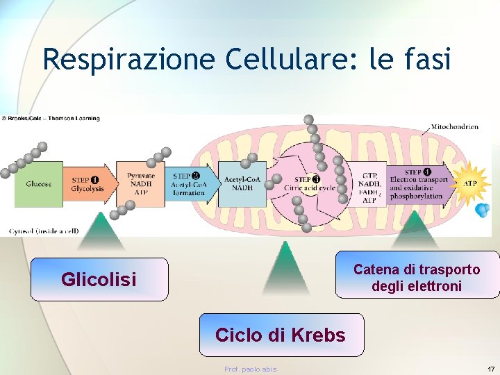 Respirazione Cellulare: le fasi Catena di trasporto degli elettroni Glicolisi Ciclo di Krebs Prof.