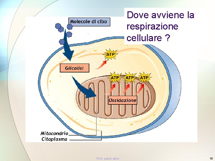 Dove avviene la respirazione cellulare ? Prof. paolo abis 18 