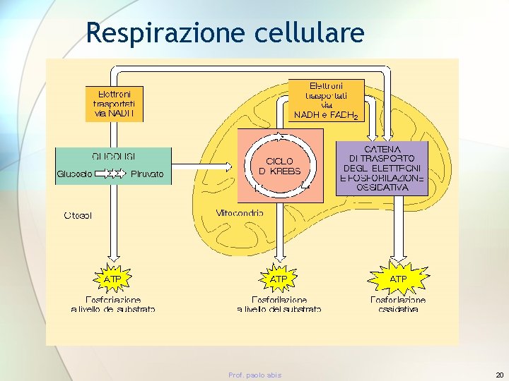 Respirazione cellulare Prof. paolo abis 20 