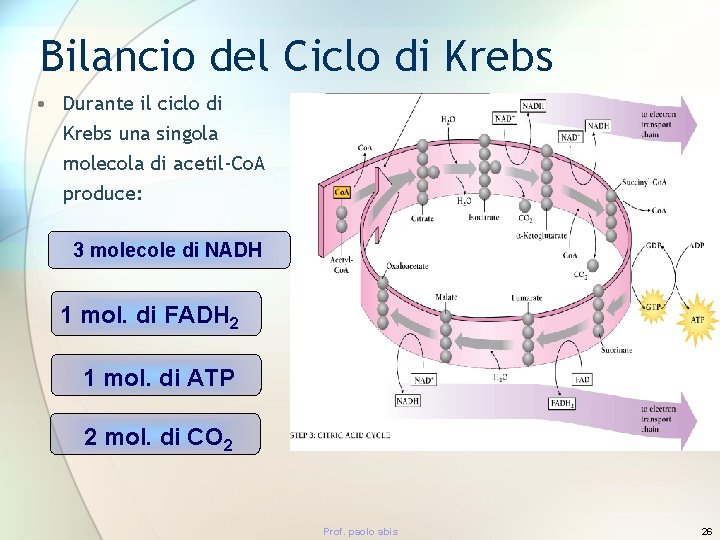 Bilancio del Ciclo di Krebs • Durante il ciclo di Krebs una singola molecola