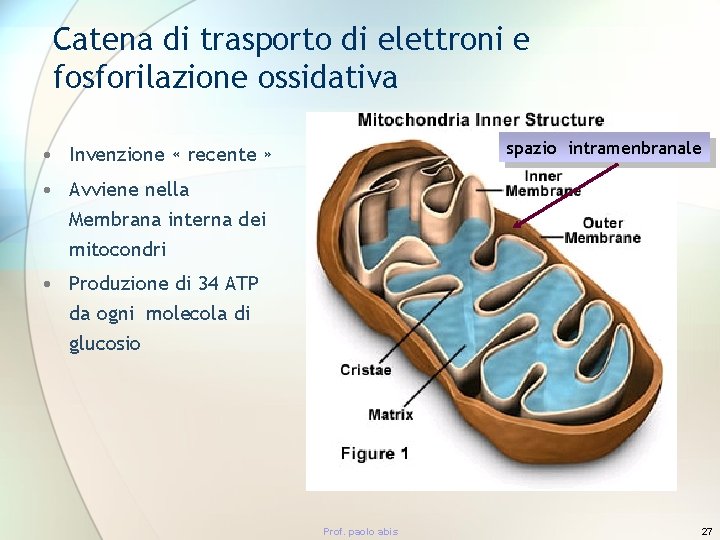 Catena di trasporto di elettroni e fosforilazione ossidativa spazio intramenbranale • Invenzione « recente