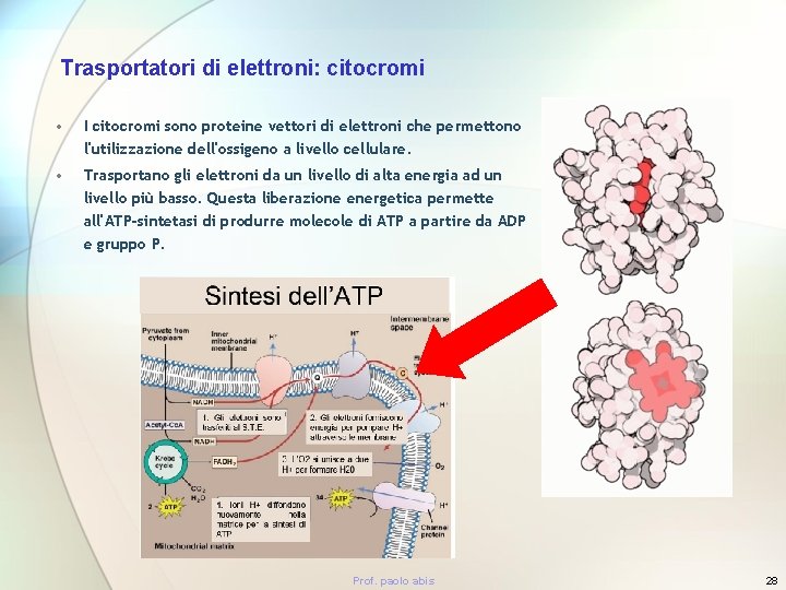 Trasportatori di elettroni: citocromi • I citocromi sono proteine vettori di elettroni che permettono