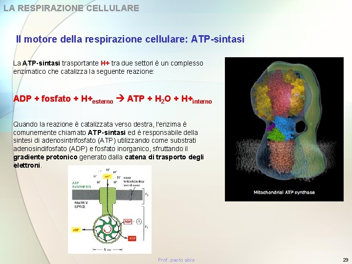 LA RESPIRAZIONE CELLULARE Il motore della respirazione cellulare: ATP-sintasi La ATP-sintasi trasportante H+ tra