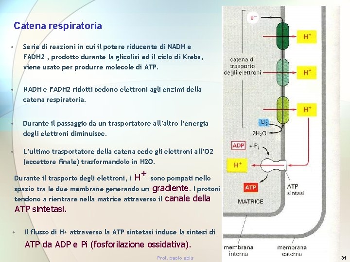 Catena respiratoria • Serie di reazioni in cui il potere riducente di NADH e