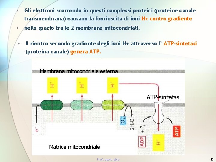  • Gli elettroni scorrendo in questi complessi proteici (proteine canale transmembrana) causano la