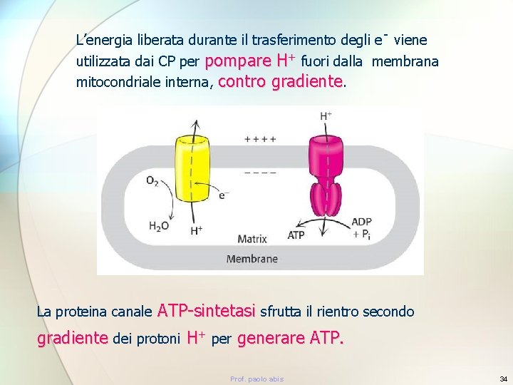 L’energia liberata durante il trasferimento degli e- viene utilizzata dai CP per pompare H+