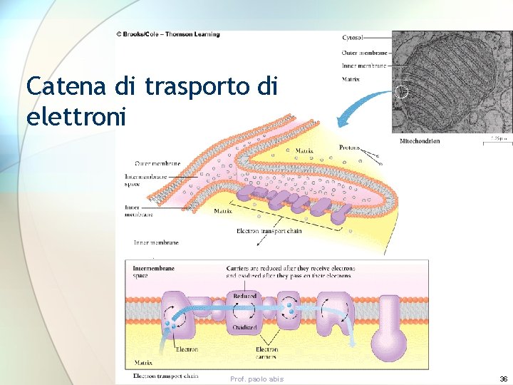 Catena di trasporto di elettroni Prof. paolo abis 36 