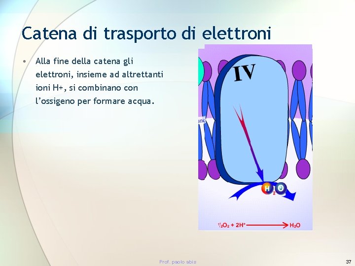 Catena di trasporto di elettroni • Alla fine della catena gli elettroni, insieme ad