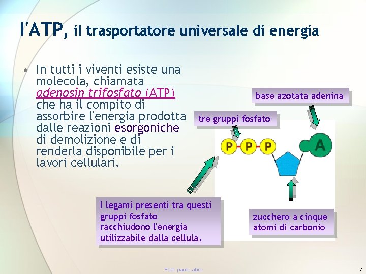 l'ATP, il trasportatore universale di energia • In tutti i viventi esiste una molecola,