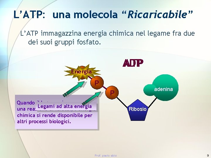 L’ATP: una molecola “Ricaricabile” L’ATP immagazzina energia chimica nel legame fra due dei suoi