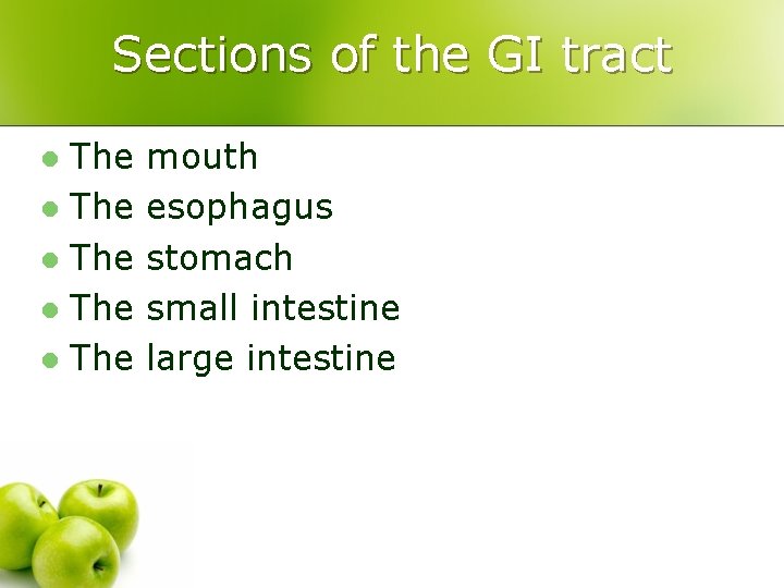 Sections of the GI tract The l The l mouth esophagus stomach small intestine