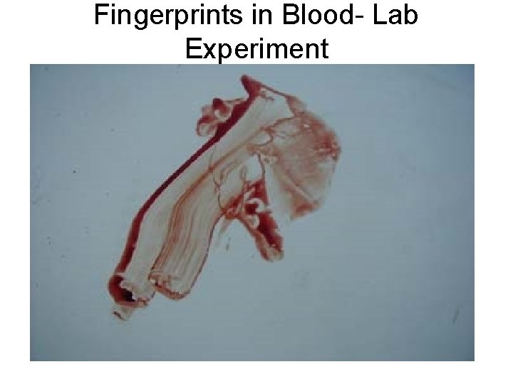 Fingerprints in Blood- Lab Experiment 