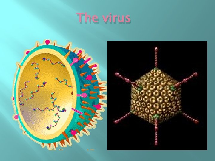 The virus 